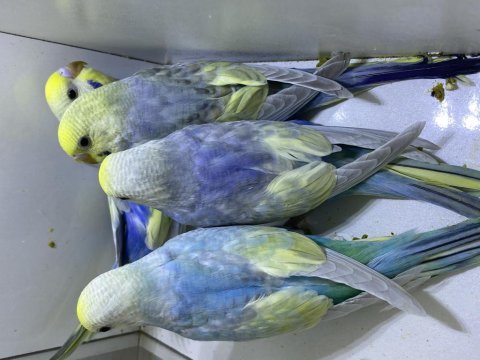 Ele kola alıştırmalık rainbow muhabbet kuşu yavrular