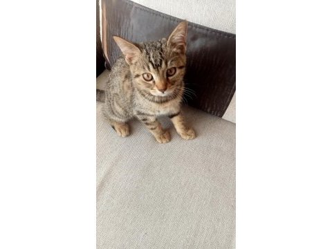 Tekir kedimiz sahibini bekliyor