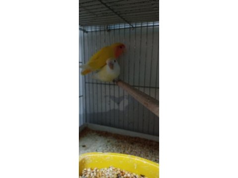 Çift mutasyon sevda papağanı
