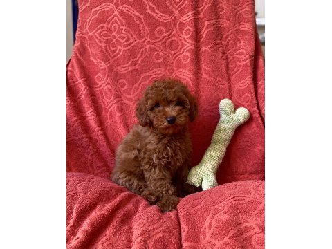 Red brown orjinal toy poodle bebekler