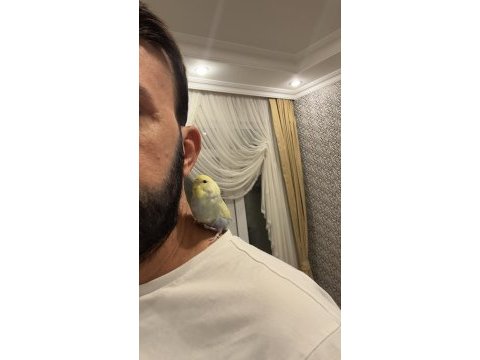 Uysal cana yakın ele kola alışık müthiş renk muhabbet kuşu