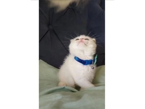 Yavru beyaz scottish fold
