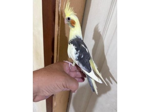 43 günlük kusursuz sultan papağanı bebek
