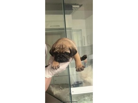 Sahibinden pug yavrumuz