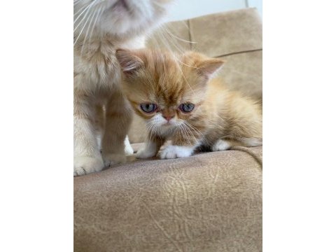 Exotic shorthair yavru erkek 2 aylık