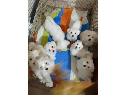 Bembeyaz 3 ay anne sütü almış maltese terrier bebekler
