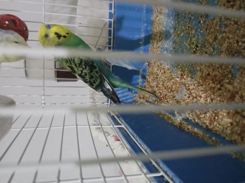 Damızlık muhabbet kuşu 1 yaşında