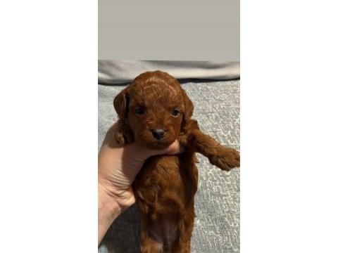Dark brown anne altından toy poodle kore kan