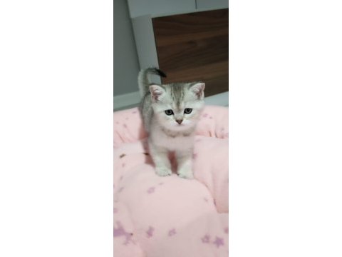 Güzel british shorthair kızlarımıza yeni sahibini arıyoruz