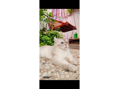 Scottish extra longhair uzun tüy mavi göz