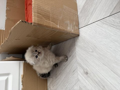 Scottish fold longhair dişi rezerve açıldı