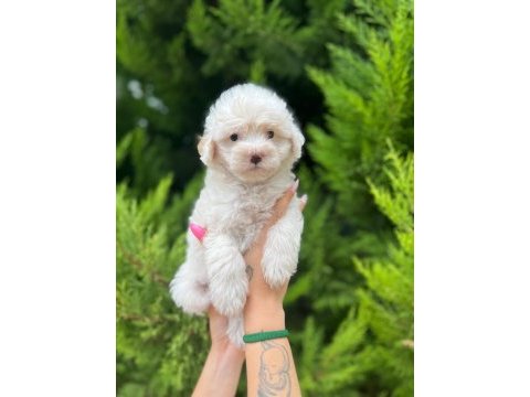 Maltipoo yavrularımızı canlı görerek alabilirsiniz