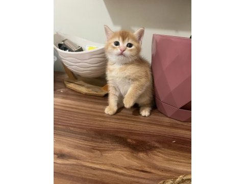 Maşallah british shorthair yavrumuza