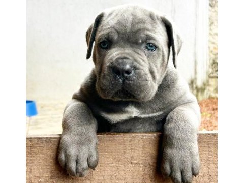 Çiftliğin efsane cane corso yavruları kapıda ödemeli