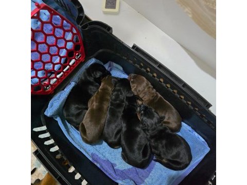 Özenle seçilmiş eşleşmeden doberman yavruları