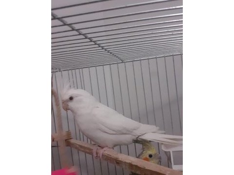 Albino sultan papağanı
