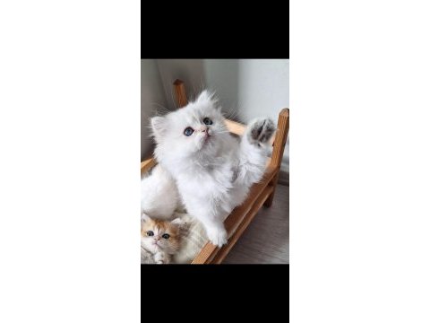 British longhair ny1133 erkek