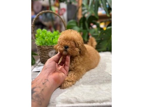Littlepaws farkıyla orjinal toy poodle apricot