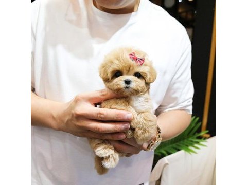 Fincan boy maltipoo bebeklerim kapıda ödemeli