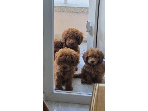 Toy poodle bebekleri