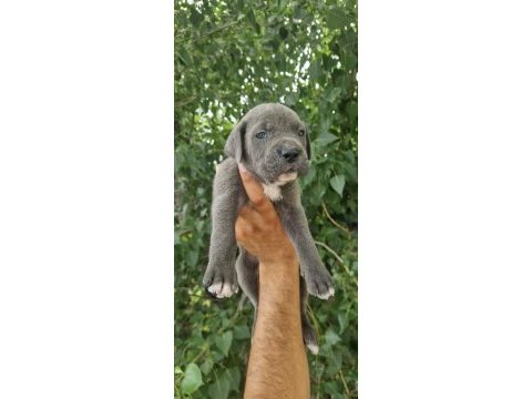 Şampiyon torunu cane corso yavrularım