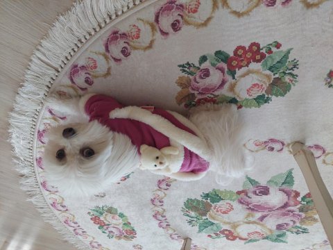 2 yaş safkan maltese terrier sağlıklı