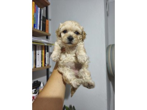 Maltipoo bebekler
