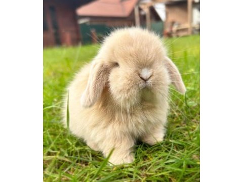 Hollanda lop ve teddy lop tavşanlar