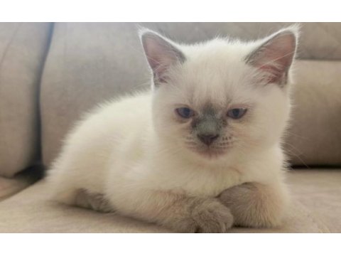 British shorthair bluepoint 3 aylık yavrular