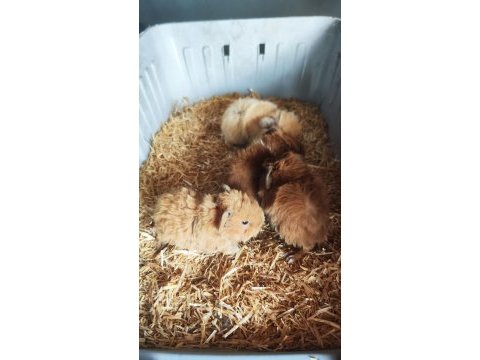 Ginepig yavrular 2 dişi 1 erkek