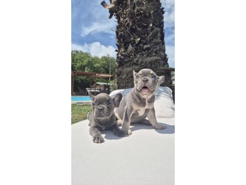 French bulldog yavruları istanbul