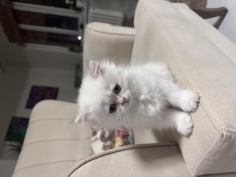 British longhair 30 mayıs doğumlu