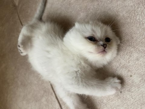 45 günlük scottish fold yavrular iletişime geçebilirsiniz