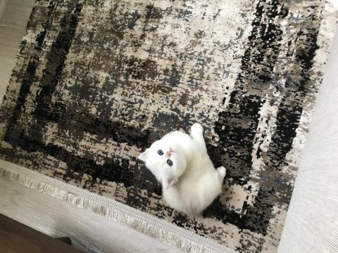 Minnoş kızım british shorthair