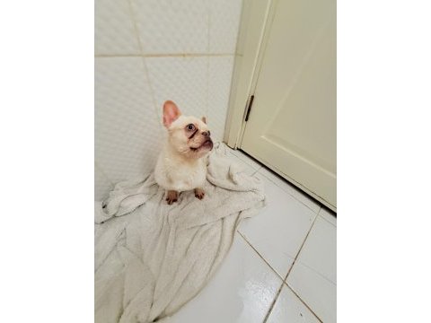 Dişi lilak tan platinum french bulldog