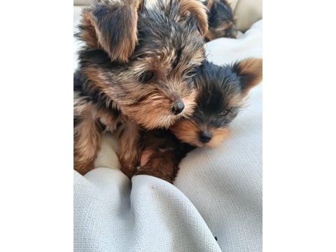 A kalite yorkshire terrier teacup erkek