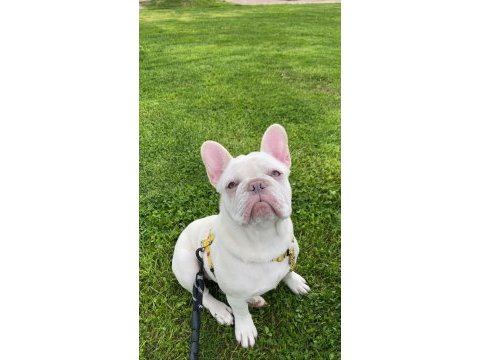 A kalite french bulldog yavrular için iletişime geçin