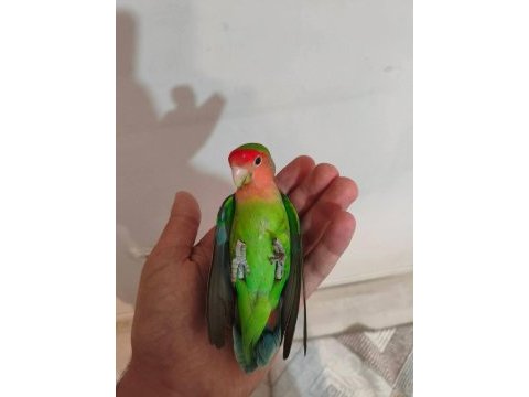 Acil satılık sevda papağanı