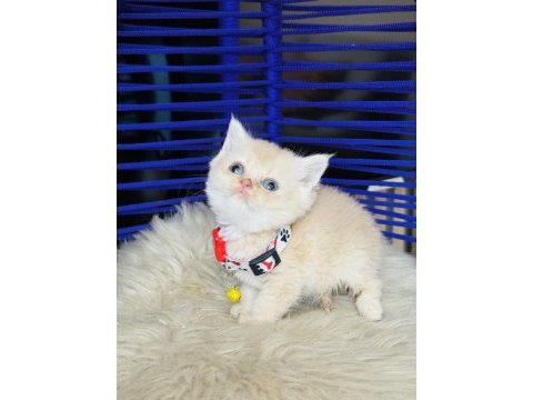 British shorthair krem rengi yavru