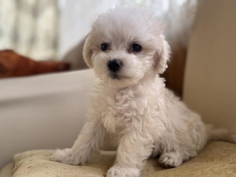 Köpeğimize acil yuva arıyoruz
