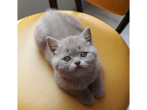 British shorthair lilac cinsi