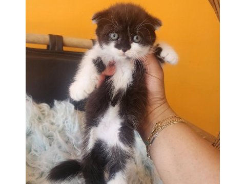 Bsh ve sflh dişi ve erkek yavru kediler izmir
