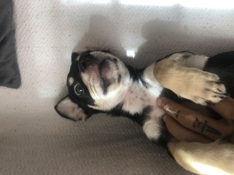Chihuahua şivava adana