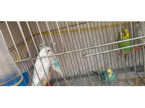 Muhabbet kuşu yavru ve yetişkin
