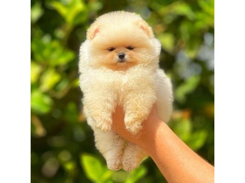 Irk ve sağlık garantili orjinal pomeranian yavruları