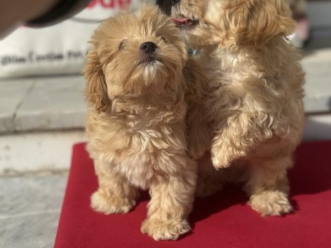 Profesyonel çiftlikde ziyarete açık maltipoo
