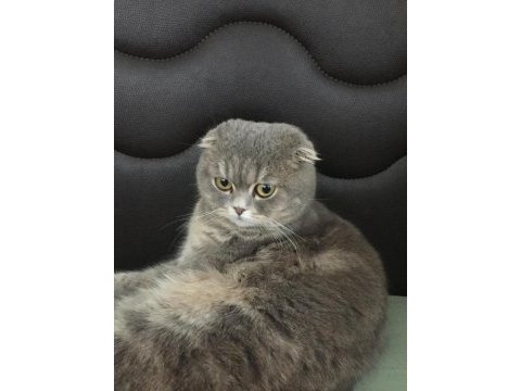 Scottish fold kedime eş arıyorum