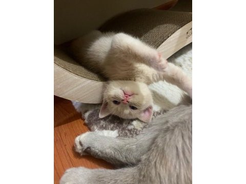 British shorthair erkek kedime yuva arıyorum