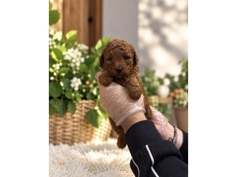 Red toy poodle yavrularımız