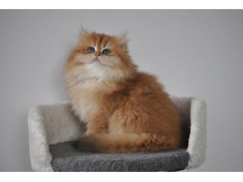 Şecereli golden british longhair ny12 dişi 3 aylık